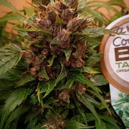 Carmens Courage- Be a Breeder // Doctors Choice+X