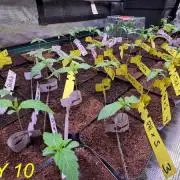 Tastemaker.hh Seedpopper Series #1