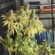 2026 1st Grow: Mix Grape Field