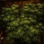 Multiple Breeders Indoor x Outdoor Mix