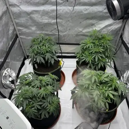 Multiple Breeders Indoor x Outdoor Mix