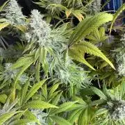 2026 1st Grow: Mix Grape Field
