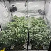 2026 1st Grow: Mix Grape Field