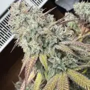 2026 1st Grow: Mix Grape Field