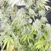 2026 1st Grow: Mix Grape Field