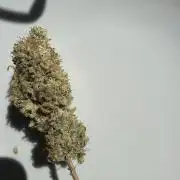 2026 1st Grow: Mix Grape Field