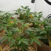 Peach Tree x Candy Fumez