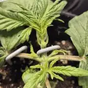 Wedding Glue Automatic FastBuds Grow