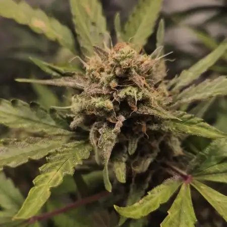 Forbidden Runtz Auto + Green Gelato Auto