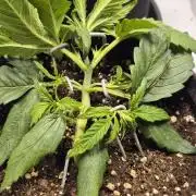 Wedding Glue Automatic FastBuds Grow