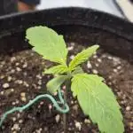 Wedding Glue Automatic FastBuds Grow