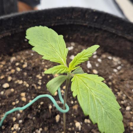 Wedding Glue Automatic FastBuds Grow