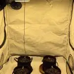 Wedding Glue Automatic FastBuds Grow