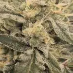 Forbidden Runtz Auto + Green Gelato Auto