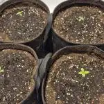 Wedding Glue Automatic FastBuds Grow