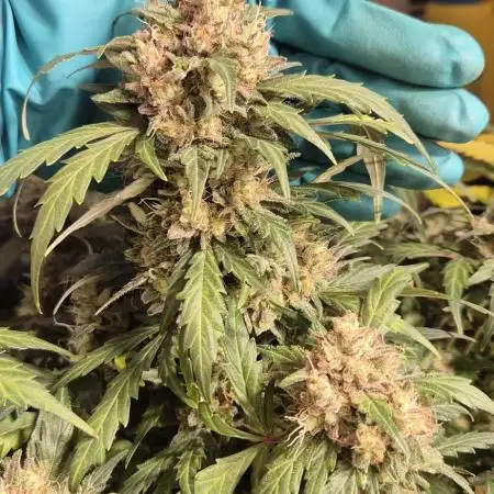 Forbidden Runtz Auto + Green Gelato Auto