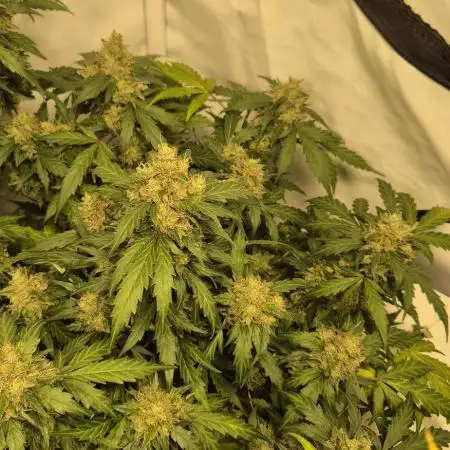 Forbidden Runtz Auto + Green Gelato Auto