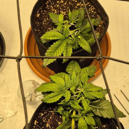 Wedding Glue Automatic FastBuds Grow