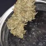 Forbidden Runtz Auto + Green Gelato Auto