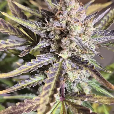 Forbidden Runtz Auto + Green Gelato Auto