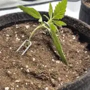 Wedding Glue Automatic FastBuds Grow