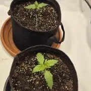Wedding Glue Automatic FastBuds Grow