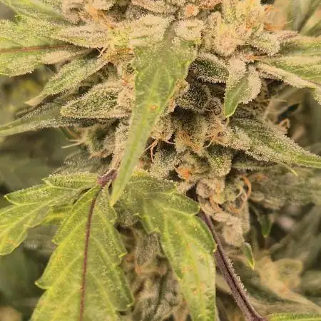 Forbidden Runtz Auto + Green Gelato Auto