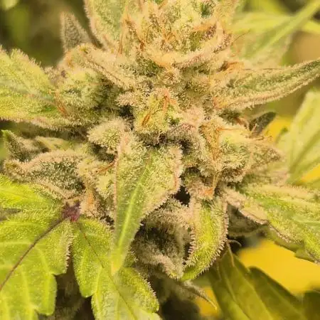 Forbidden Runtz Auto + Green Gelato Auto