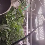 2025-primera cosecha