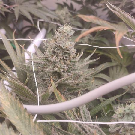 2025-primera cosecha