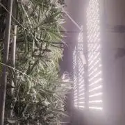 2025-primera cosecha