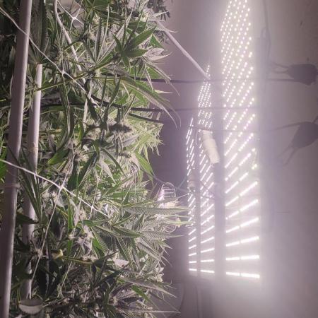 2025-primera cosecha