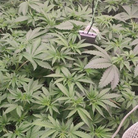 2025-primera cosecha