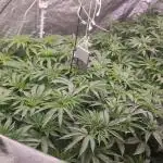 2025-primera cosecha