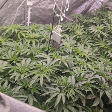 2025-primera cosecha