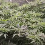 2025-primera cosecha