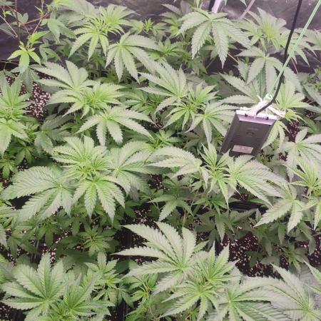 2025-primera cosecha