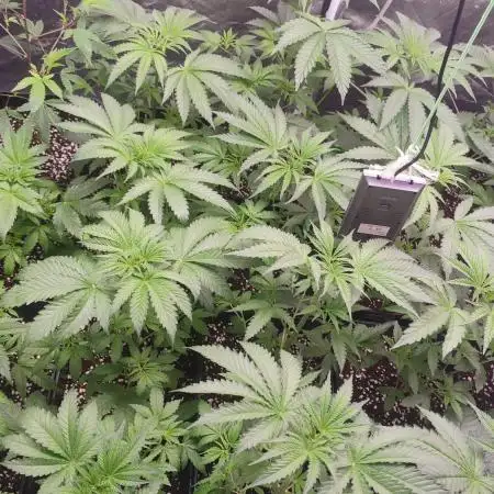 2025-primera cosecha