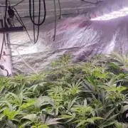 2025-primera cosecha