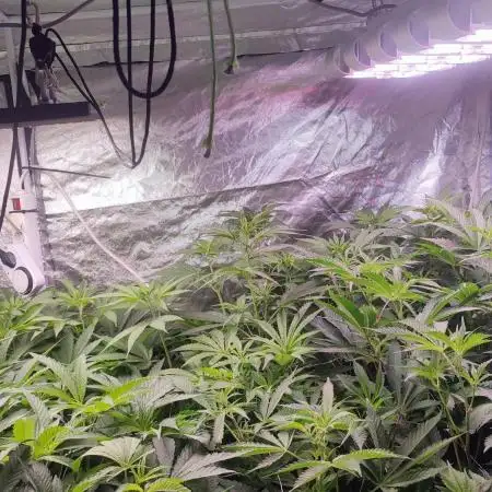 2025-primera cosecha