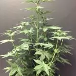 Seedsman Alaskan Purple Auto x 2