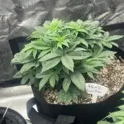 BlackBerry auto,pinkgorilla