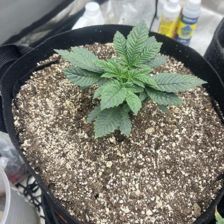 BlackBerry auto,pinkgorilla