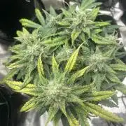 BlackBerry auto,pinkgorilla