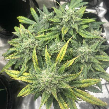 BlackBerry auto,pinkgorilla