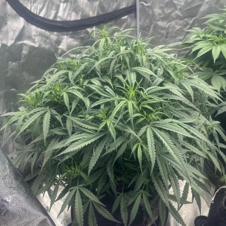 BlackBerry auto,pinkgorilla