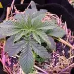 Mandarin Cookies - Ethos Genetics