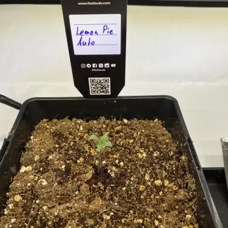 🍋🥧 Auto - Fast Buds