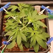 Eternity Grow Cup 2026 - Sticky 🥦