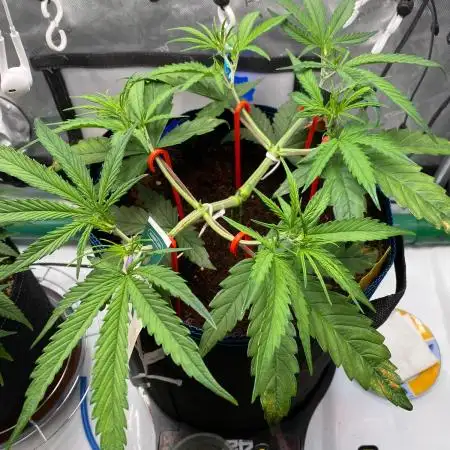 🍋🥧 Auto - Fast Buds